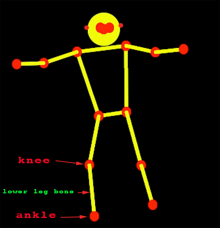 lower leg bone